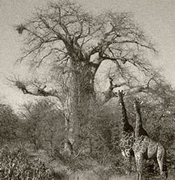 Baobabs y jirafas. Ver cinco semanas en globo de Julio Verne